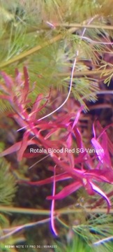 Rotala Blood Red SG Variant 