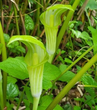 Arizema amurska / Arisaema amurensis