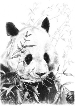 Rysunek ołówkiem - PANDA