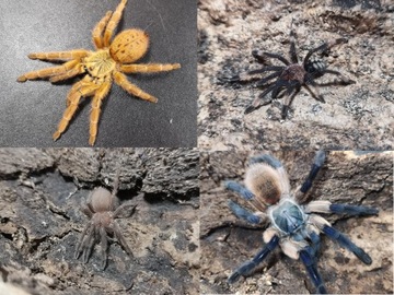 Pakiet pająków C. eletric blue/M.balfuri/P. murinus Usambara/P.irminia