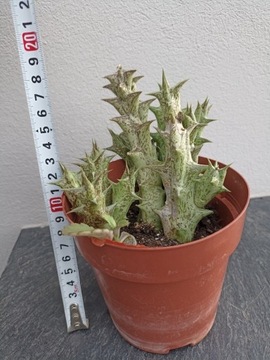 Stapelia Pachycymbium decaisneanum sukulent kaktus
