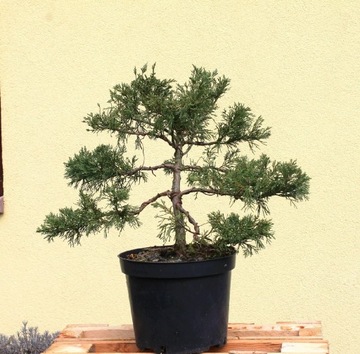 Jałowiec formowany Andorra Compact na wzor bonsai