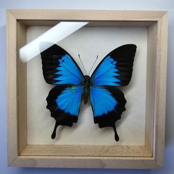 Motyl w gablotce Papilio Ulysses Autolycus