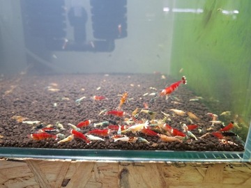 Krewetki caridina MiX 30 sztuk 