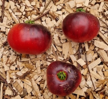 pomidor Amethyst Jewel nasiona kolekcjonerskie