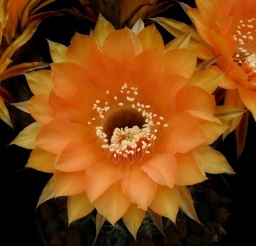  Echinopsis hybryd B.Schick  Samantha Smith