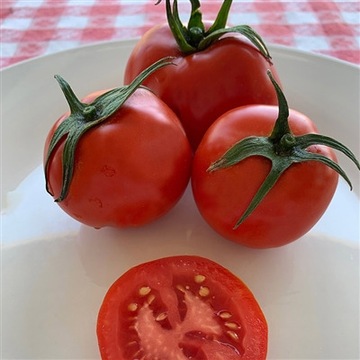 Pomidor Alaskan Fancy nasiona kolekcjonerskie
