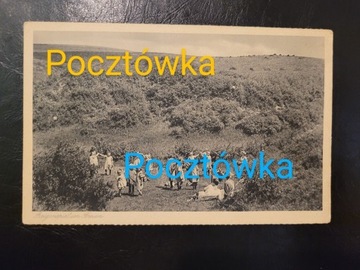 Przedwojenna pocztówka Szczecin Żelechowa Stettin