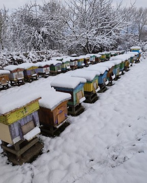 Ule Wielkopolskie 10 ramkowe z pszczołami sztuk 50