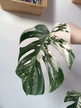 Monstera Variegata Deliciosa