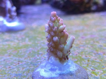 Akwarium morskie, koralowiec sps, acropora,szczepk