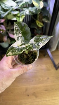 Alocasia 'Frydek' variegata sadzonka 2