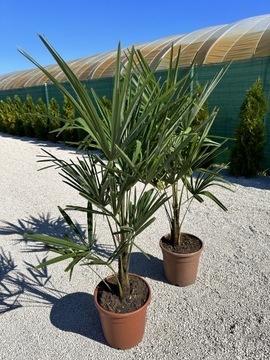 Palma Trachycarpus Fortunei Szorstkowiec