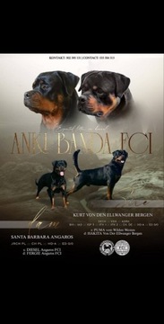 Rottweiler szczeniak FCI