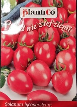 Pomidor Malinowy Kapturek cherry