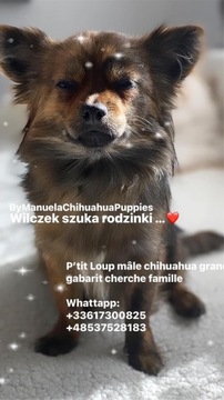 Chihuahua szczeniak merle bringé długowłosy 