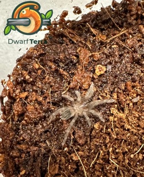 Ptasznik Aphonopelma anax L2/L3