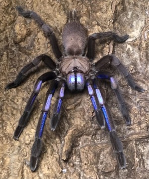 Chilobrachys sp. electric blue L4 pająk ptasznik