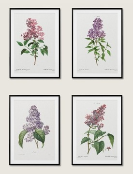 Plakat - 4szt BZY Rośliny boho vintage botaniczne