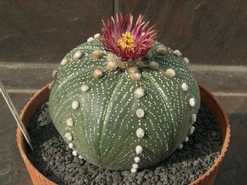 Astrophytum Shiowa Red x Super Kabuto Red - 10 n.