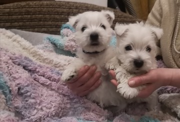 West Highland White Terrier ZKWP FCI z rodowodem