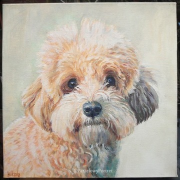 Pies Maltipoo obraz akryl 29 x 29 cm
