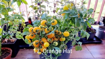 Orange Hat balkonowy słodki pomidor. Do doniczki 
