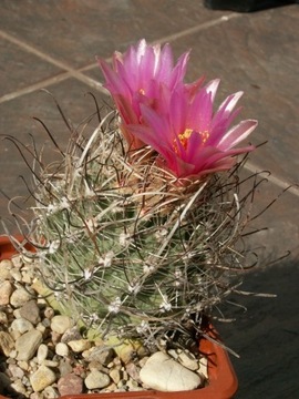 Sclerocactus spinosior SB 1742 - 10 nasion