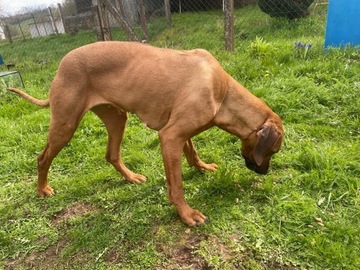 Rhodesian Ridgeback (rasa psa)