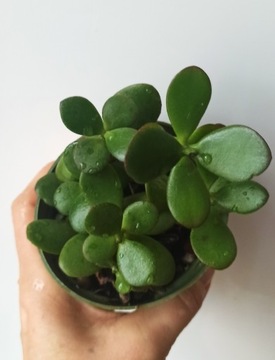 Crassula grubosz