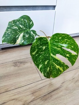 Monstera Thai Constellation Variegata