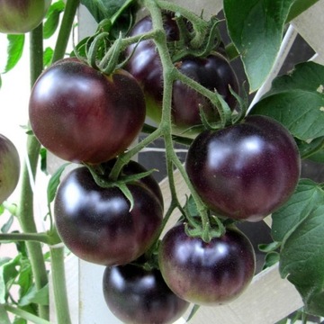 Pomidor Osu Blue nasiona kolekcjonerskie