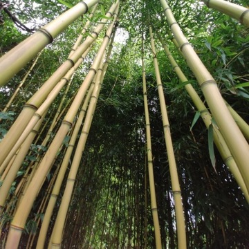 Bambusy mrozoodporne, zimujace duże rośliny