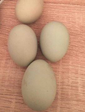 Jaja lęgowe kur rasy araukana