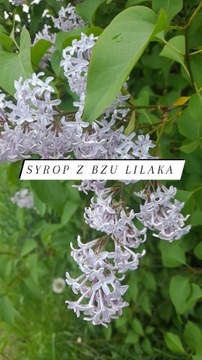 Syrop z bzu lilaka 