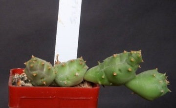 Kaktusy! - Piaranthus comptus - RARYTAS!!!