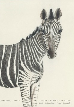 Grafika, rysunek, Afryka, Namibia, zebra, A4