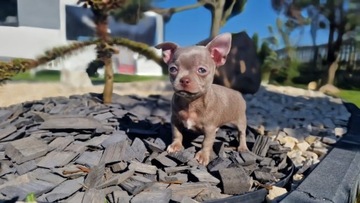 Chihuahua szczenięta piesek suczka