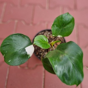 Fodendron white princess 