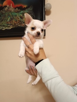 Chihuahua szczeniaki 