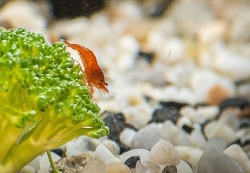 Śliczne krewetki Red Cherry neocaridina czerwone