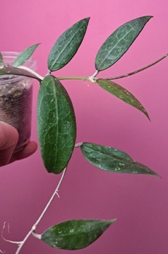 Hoya pallida sp. Bogor verticillata
