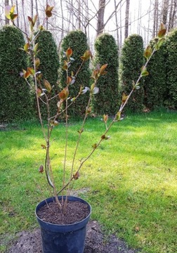 Aronia 5-letnia w donicy 90 cm