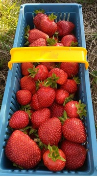 Gigant  Sadzonki truskawek frigo 10 sztuk