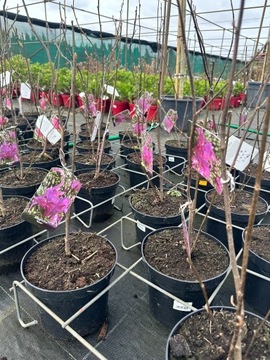Magnolia - SUSAN - purpurowe kwiaty