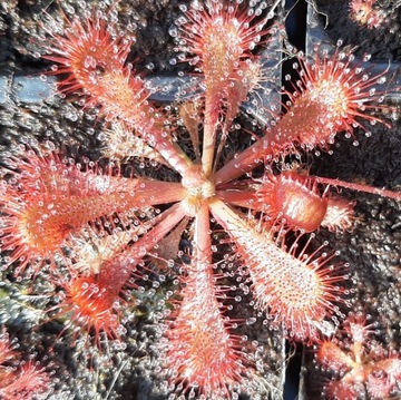 Rosiczka spatulata "Queenstown Tasmania" (nasiona)