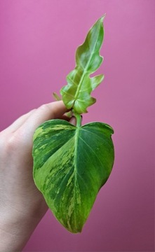 Philodendron radiatum Variegata 