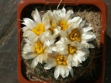 Pediocactus simpsonii ŠN 1122 - 10 nasion