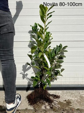 Laurowiśnia / Prunus Novita Rotundifolia / 60-80cm