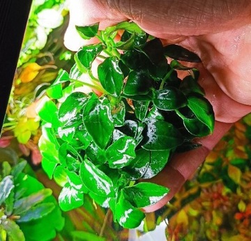 Anubias Bonsai Japonia pięknie rośnie. Duży okazja